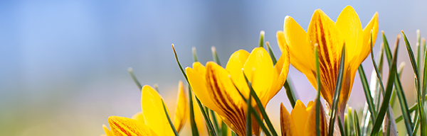 gelbe Krokusse (Foto: Adobe Stock - Anja Götz)